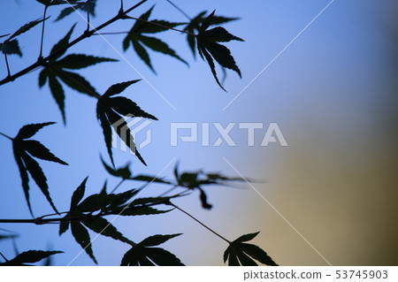 藍葉 藍葉 53745903