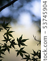 Blue leaves 53745904