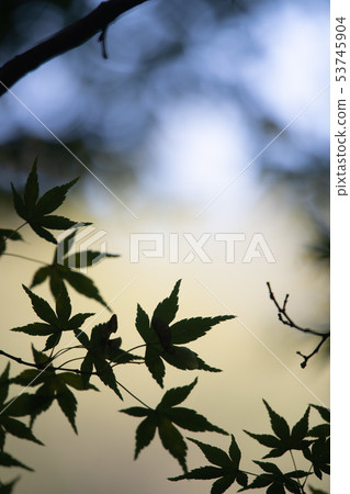 Blue leaves Blue leaves 53745904