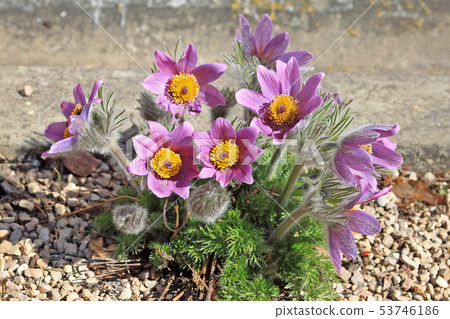 Pulsatilla patens flowers Pulsatilla patens flowers 53746186