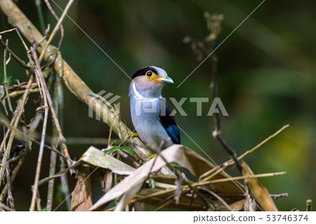 Silver-breasted Broadbill Bird standing on the nes 53746374