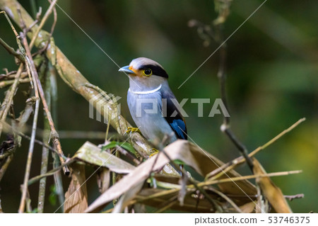 Silver-breasted Broadbill Bird standing on the nes 53746375