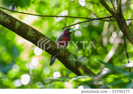 Black-and-red Broadbill on the tree Black-and-red Broadbill on the tree 53746377