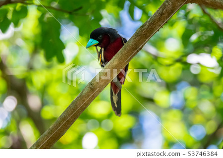 Black-and-red Broadbill on the tree Black-and-red Broadbill on the tree 53746384
