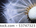 Close up of the seeds of dandelion. Selective focus 53747323