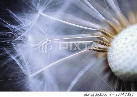 Close up of the seeds of dandelion. Selective focus Close up of the seeds of dandelion. Selective focus 53747323