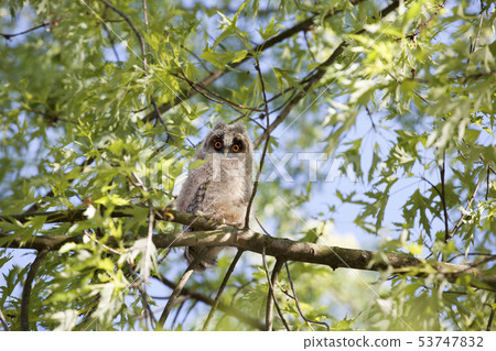 wild baby owl tree background wild baby owl tree background 53747832