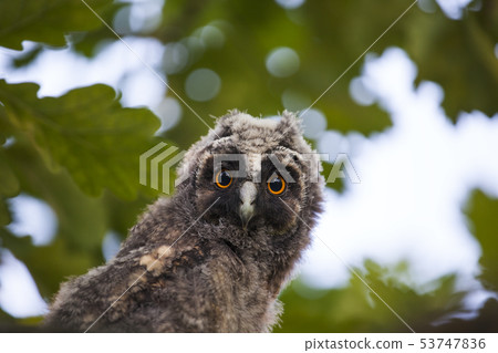 wild baby owl tree background wild baby owl tree background 53747836