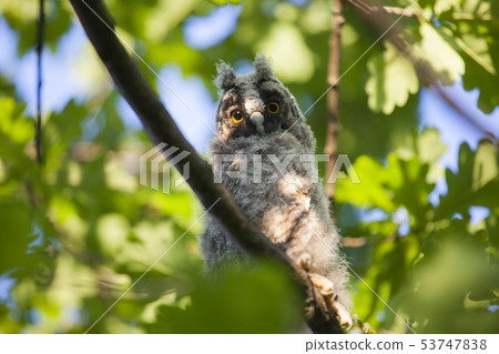 wild baby owl tree background wild baby owl tree background 53747838