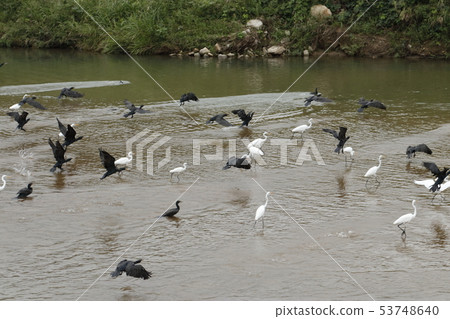 Group of waterfowl 53748640