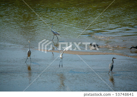 Group of waterfowl Group of waterfowl 53748641
