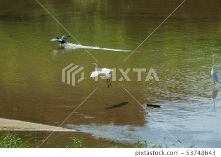 偉大的鸕鶿 53748643