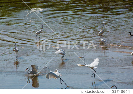 偉大的鸕鶿 53748644