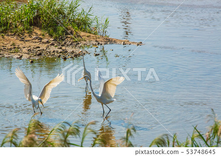 Mai Shirasagi 53748645