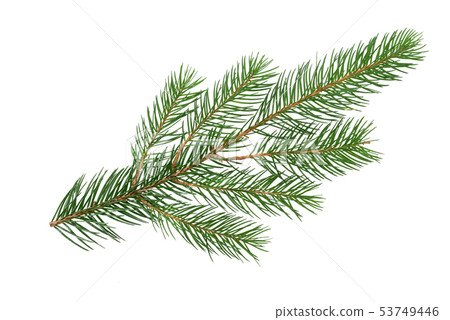 Twig of Fir tree Twig of Fir tree 53749446