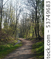 Forest walking path 53749683