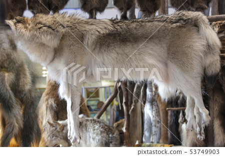 skin of a wolf at the exhibition. skin of a wolf at the exhibition. 53749903