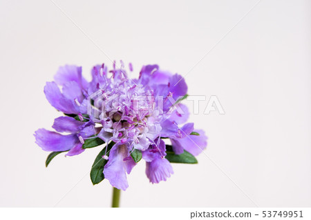 白色背景的紫色花 照片素材 圖片 圖庫