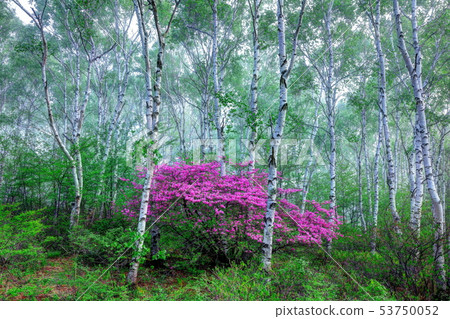 A lady in the highlands engulfed in the fog A lady in the highlands engulfed in the fog 53750052