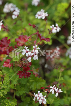 Nutmeg geranium flowers and gutters 53750553