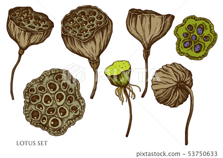 Vector set of hand drawn colored  lotus 53750633