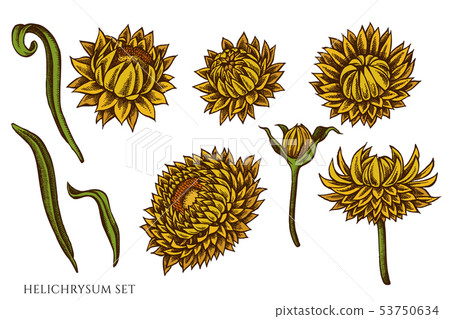 Vector set of hand drawn colored  helichrysum 53750634