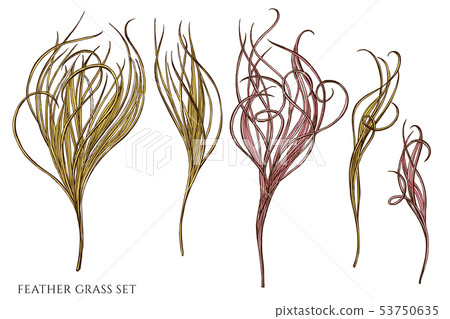 Vector set of hand drawn colored  feather grass 53750635