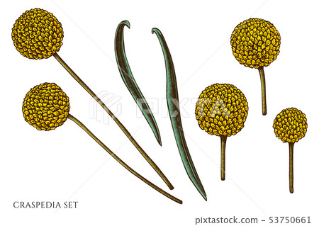 Vector set of hand drawn colored  craspedia 53750661