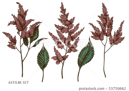 Vector set of hand drawn colored astilbe Vector set of hand drawn colored astilbe 53750662