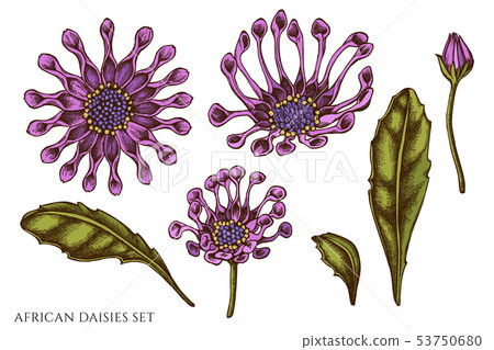 Vector set of hand drawn colored african daisies Vector set of hand drawn colored african daisies 53750680