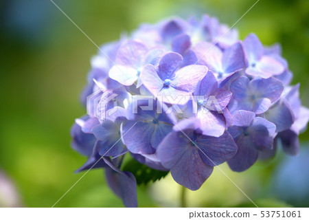Hydrangea during the rainy season Hydrangea during the rainy season 53751061