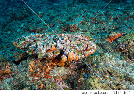 釣魚線和重量植根於珊瑚 53751605