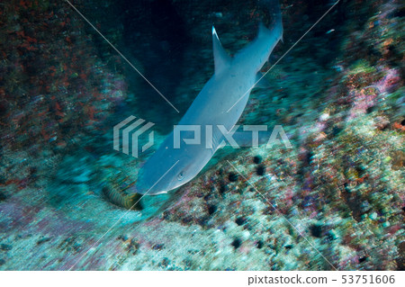 Nemelivka Ogasawara 53751606