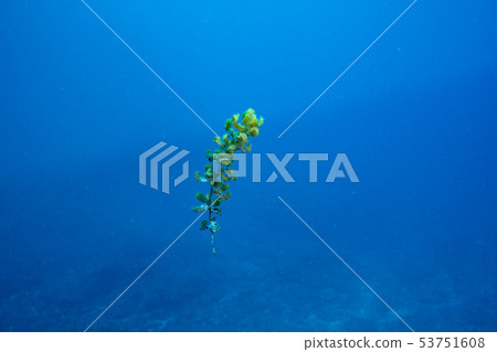 流動的海藻 53751608