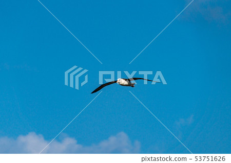 A flying flying flying sky A flying flying flying sky 53751626