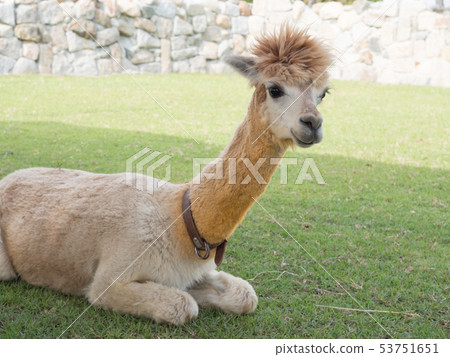 Alpaca Alpaca 53751651