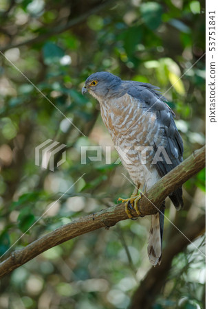 Shikra perching on a branch (Accipiter badius) 53751841