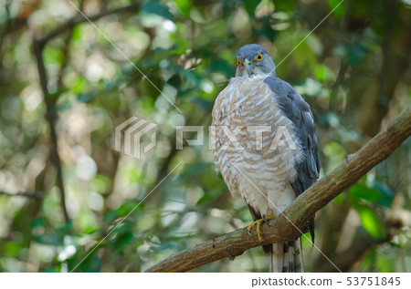 Shikra perching on a branch (Accipiter badius) 53751845