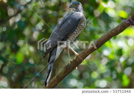Shikra perching on a branch (Accipiter badius) 53751848