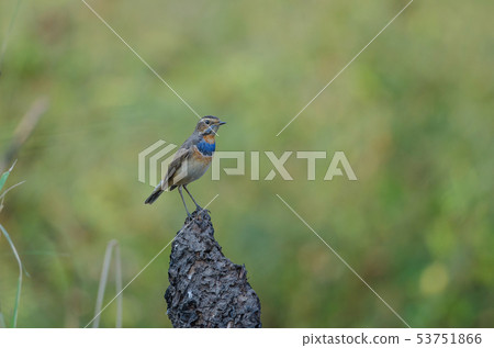 beautiful male Bluethroat (Luscinia svecica) beautiful male Bluethroat (Luscinia svecica) 53751866