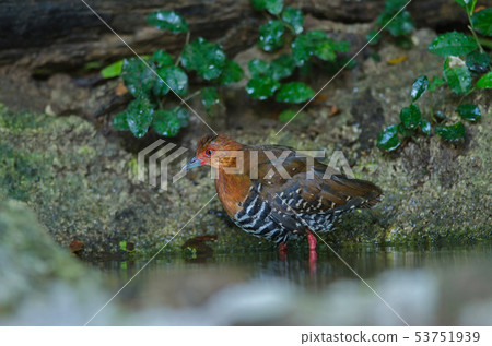 beautiful Red-legged Crake are bathed in a pond in 53751939