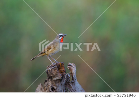 Beautiful of Siberian Rubythroat Bird Beautiful of Siberian Rubythroat Bird 53751940