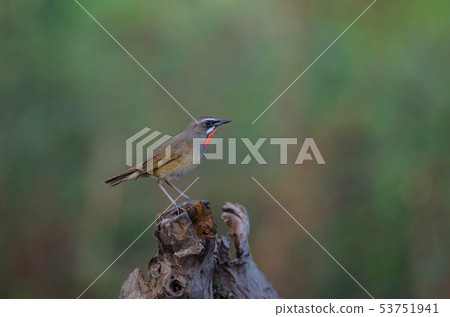 Beautiful of Siberian Rubythroat Bird Beautiful of Siberian Rubythroat Bird 53751941