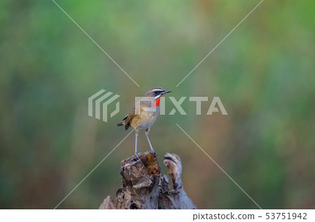Beautiful of Siberian Rubythroat Bird Beautiful of Siberian Rubythroat Bird 53751942