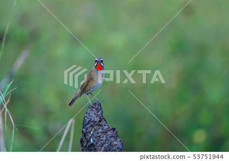 Beautiful of Siberian Rubythroat Bird Beautiful of Siberian Rubythroat Bird 53751944