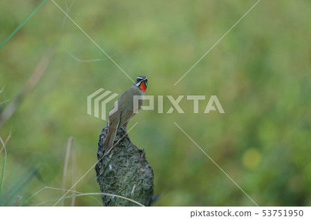 Beautiful of Siberian Rubythroat Bird Beautiful of Siberian Rubythroat Bird 53751950