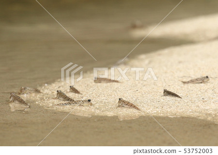 Creatures Fish Minnow Buzz, low tide beach. Do you eat in groups? 53752003