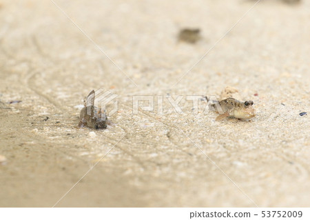 生物魚Minnow Buzz，低潮海灘。一隻動物站在它的背上。建議？在領土上的戰鬥？ 53752009