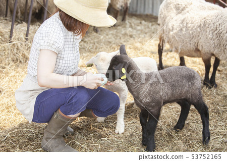 Cotton sheep farmer 53752165