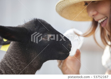 Cotton sheep farmer 53752167